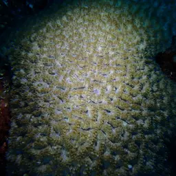 Starry Cup Coral, photo 3