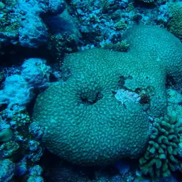 Starry Cup Coral, photo 4