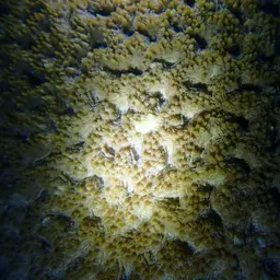 Starry Cup Coral, photo 5