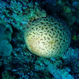Starry Cup Coral, photo 6