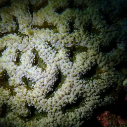 Starry Cup Coral, photo 7