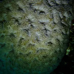 Starry Cup Coral, photo 8