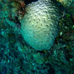 Starry Cup Coral, photo 9