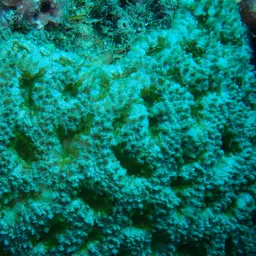 Starry Cup Coral, photo 10