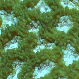 Starry Cup Coral, photo 11