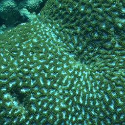 Starry Cup Coral, photo 12