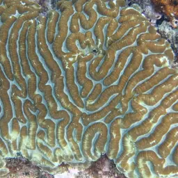 Sinuous Cup Coral