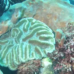 Sinuous Cup Coral, photo 2