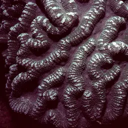 Sinuous Cup Coral, photo 3