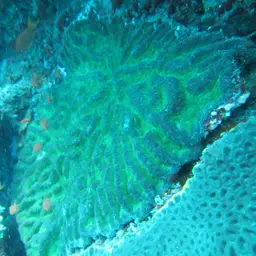 Sinuous Cup Coral, photo 4