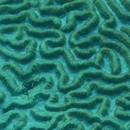 Sinuous Cup Coral, photo 5