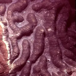 Sinuous Cup Coral, photo 7