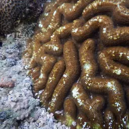 Sinuous Cup Coral, photo 8