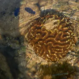 Sinuous Cup Coral, photo 9