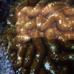 Sinuous Cup Coral, photo 11