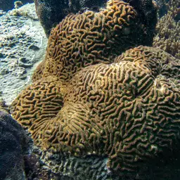 Sinuous Cup Coral, photo 1