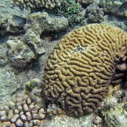 Sinuous Cup Coral, photo 2