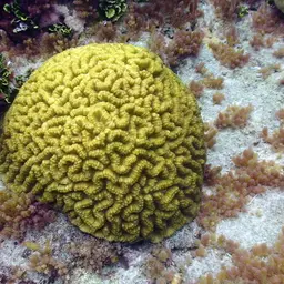 Sinuous Cup Coral, photo 3