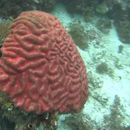 Sinuous Cup Coral, photo 4