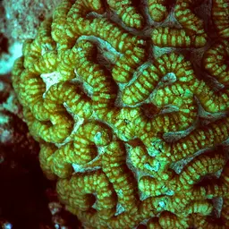 Sinuous Cup Coral, photo 6