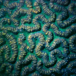 Sinuous Cup Coral, photo 7