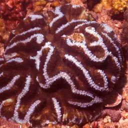 Sinuous Cup Coral, photo 8