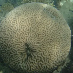 Sinuous Cup Coral, photo 9