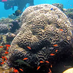 Sinuous Cup Coral, photo 10
