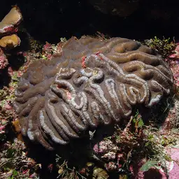 Sinuous Cup Coral, photo 11
