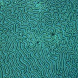 Sinuous Cup Coral, photo 12