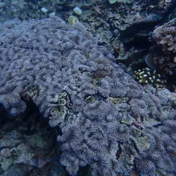 Lobed Cactus Coral, photo 2
