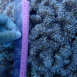 Lobed Cactus Coral, photo 3