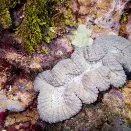 Lobed Cactus Coral, photo 4