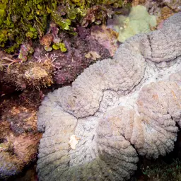 Lobed Cactus Coral, photo 5