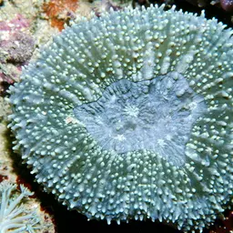 Lobed Cactus Coral, photo 1