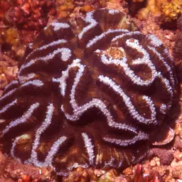 Lobed Cactus Coral, photo 6