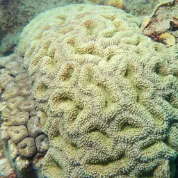 Lobed Cactus Coral, photo 7