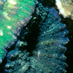 Lobed Cactus Coral, photo 8