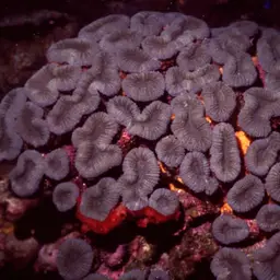 Lobed Cactus Coral, photo 9