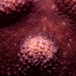 Lobed Cactus Coral, photo 10
