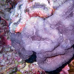 Lobed Cactus Coral, photo 11