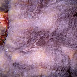 Lobed Cactus Coral, photo 12