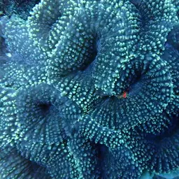 Lobed Cactus Coral, photo 1