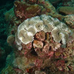 Lobed Cactus Coral, photo 2