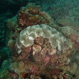 Lobed Cactus Coral, photo 3