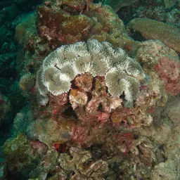 Lobed Cactus Coral, photo 4