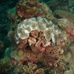 Lobed Cactus Coral, photo 5