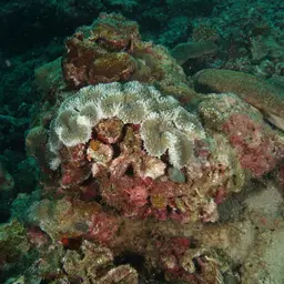 Lobed Cactus Coral, photo 6