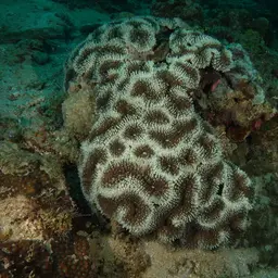 Lobed Cactus Coral, photo 7