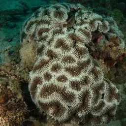 Lobed Cactus Coral, photo 8